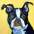 Three Boston Terriers